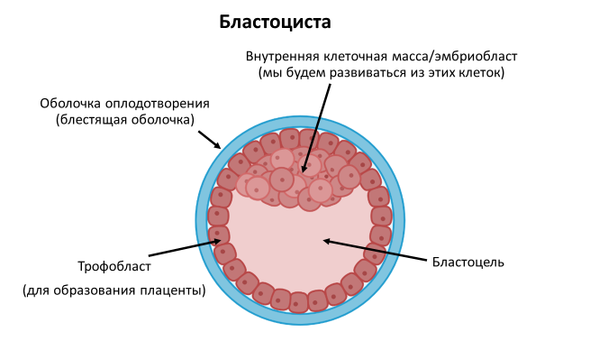 Homo sapiens под микроскопом - i_033.png