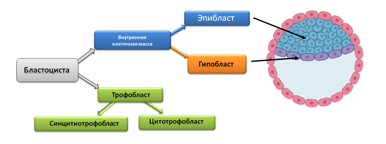 Homo sapiens под микроскопом - i_034.png