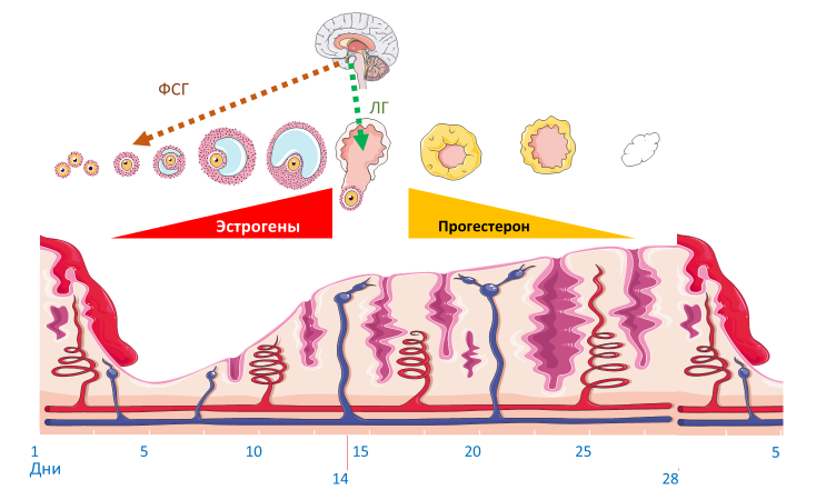 Homo sapiens под микроскопом - i_036.png