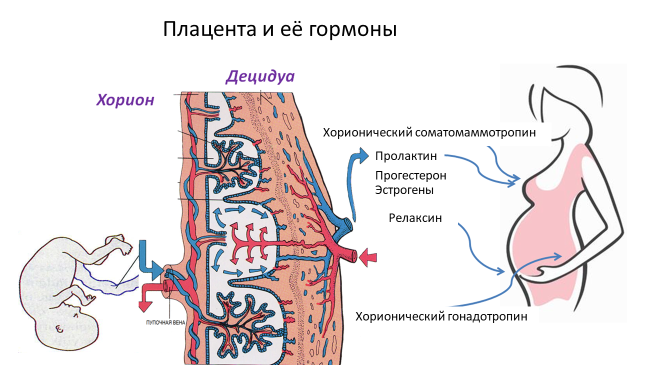 Homo sapiens под микроскопом - i_038.png