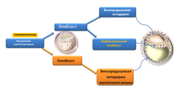 Homo sapiens под микроскопом - i_040.png