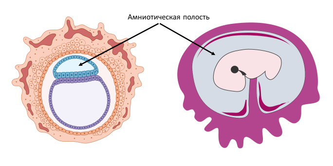 Homo sapiens под микроскопом - i_041.png