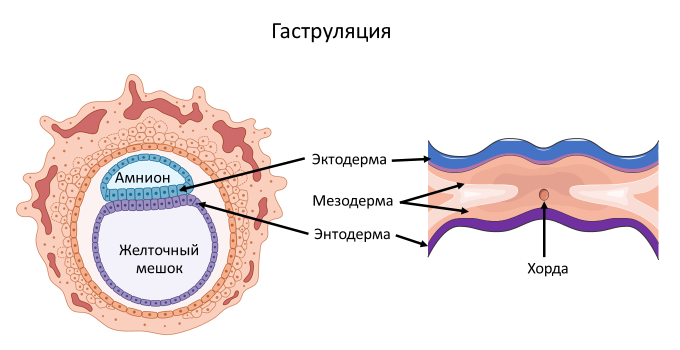 Homo sapiens под микроскопом - i_042.png