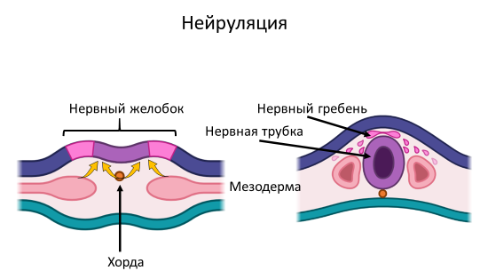 Homo sapiens под микроскопом - i_043.png