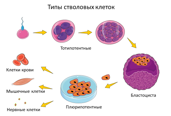 Homo sapiens под микроскопом - i_044.png