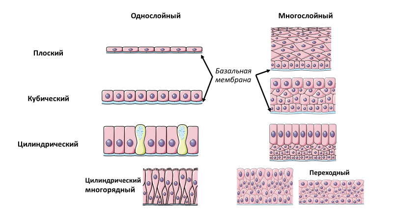 Homo sapiens под микроскопом - i_048.png