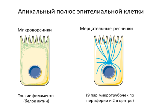 Homo sapiens под микроскопом - i_049.png