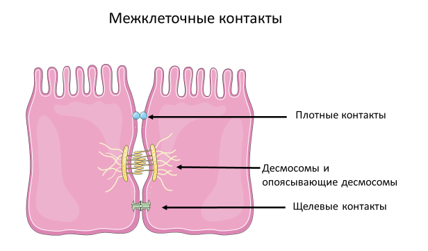 Homo sapiens под микроскопом - i_050.png