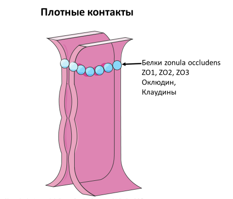 Homo sapiens под микроскопом - i_051.png