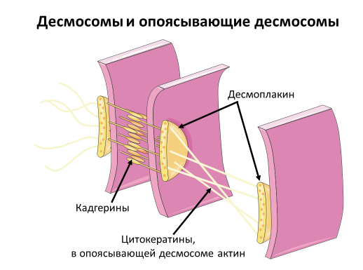 Homo sapiens под микроскопом - i_052.png