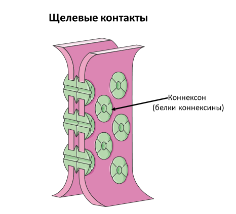 Homo sapiens под микроскопом - i_053.png