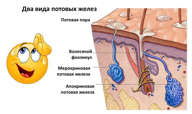 Homo sapiens под микроскопом - i_054.png