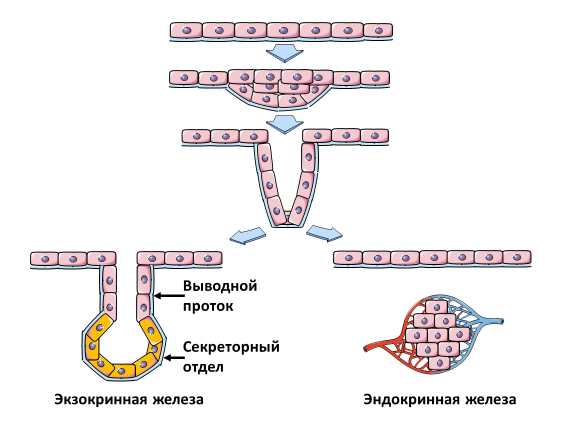 Homo sapiens под микроскопом - i_055.png