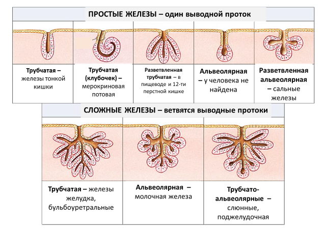 Homo sapiens под микроскопом - i_056.png