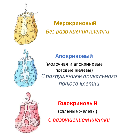 Homo sapiens под микроскопом - i_057.png