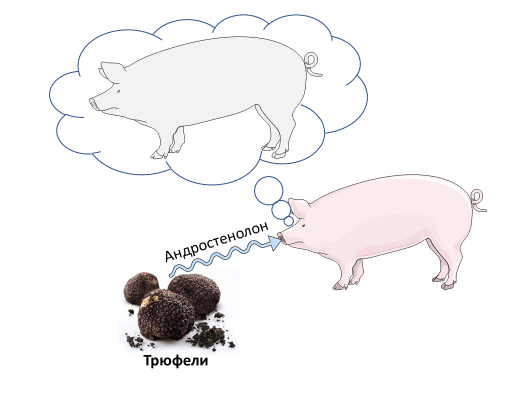 Homo sapiens под микроскопом - i_058.png