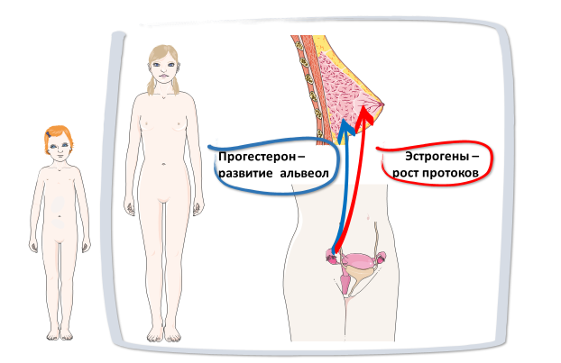 Homo sapiens под микроскопом - i_059.png