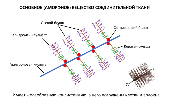 Homo sapiens под микроскопом - i_060.png