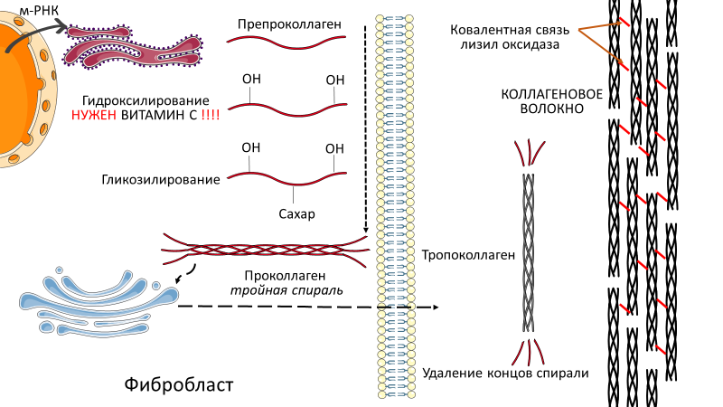 Homo sapiens под микроскопом - i_061.png