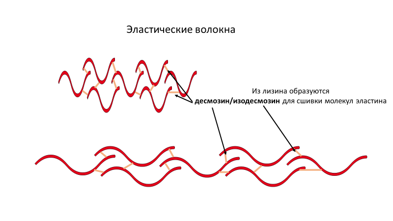 Homo sapiens под микроскопом - i_062.png