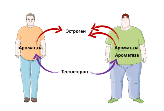 Homo sapiens под микроскопом - i_063.png