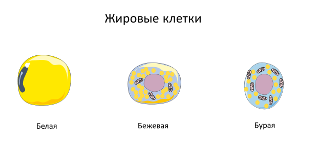 Homo sapiens под микроскопом - i_064.png