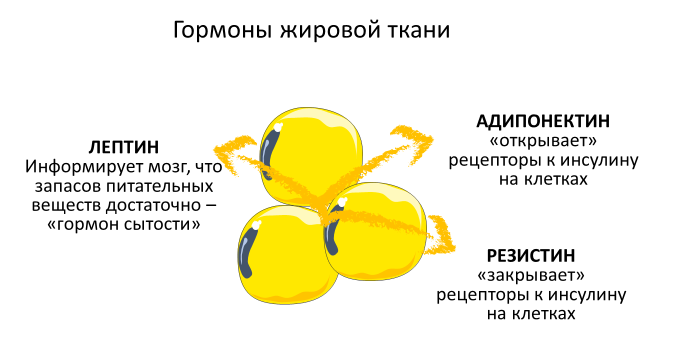 Homo sapiens под микроскопом - i_066.png