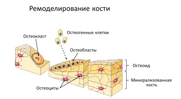 Homo sapiens под микроскопом - i_070.png