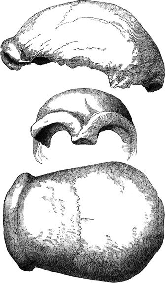 Неандертальцы. Недооцененные конкуренты Homo sapiens - i_005.jpg