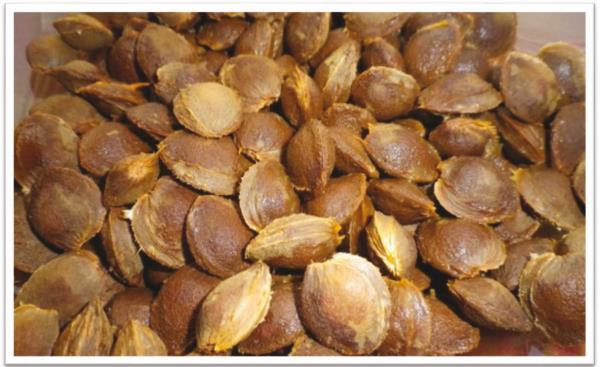 Учение Света (Огня и Света). Том V - i_024.jpg