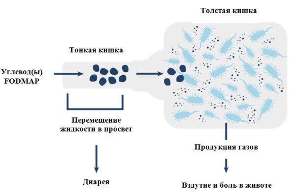 Эффективная диета при вздутии и боли в животе - image0_5fdf347be313d10006af8e38_jpg.jpeg