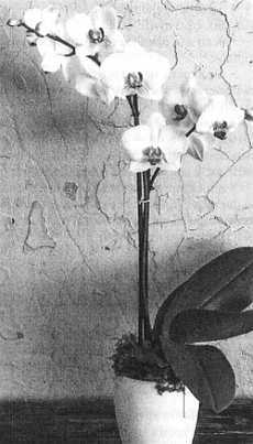 Резьба по дереву лобзиком... Ремонт ванной: вопросы и ответы... (Сделай сам" №3∙2019) - _58.jpg_0