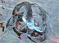 Журнал «Компьютерра» N 7 от - pic_16.jpg