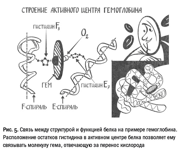 Невидимый страж. Как иммунитет защищает нас от внешних и внутренних угроз - i_007.png