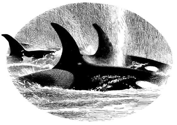 Волчья погибель - i_014.jpg