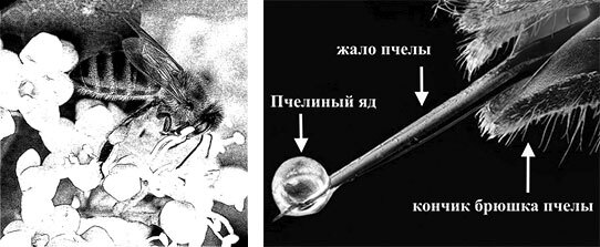 Доказательная апитерапия. Второе издание - i_010.jpg