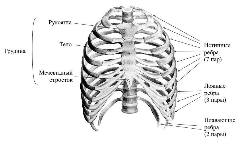 ЕГЭ. Биология. Анатомия и физиология человека - _16.jpg