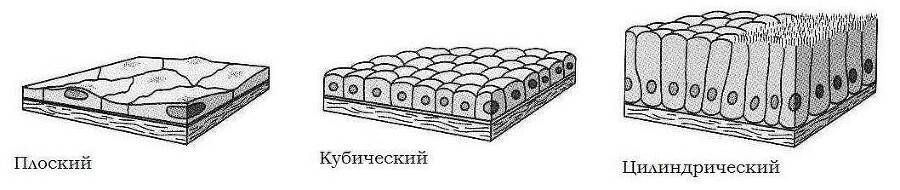 ЕГЭ. Биология. Анатомия и физиология человека - _2.jpg