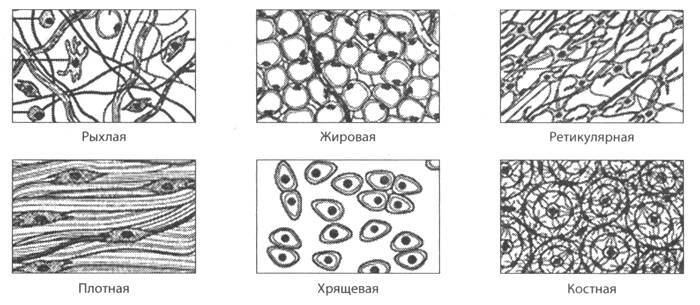 ЕГЭ. Биология. Анатомия и физиология человека - _7.jpg