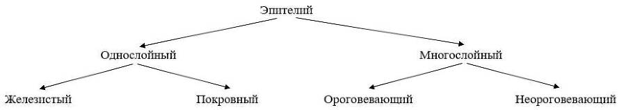 ЕГЭ. Биология. Анатомия и физиология человека - _0.jpg