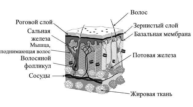 ЕГЭ. Биология. Анатомия и физиология человека - _10.jpg