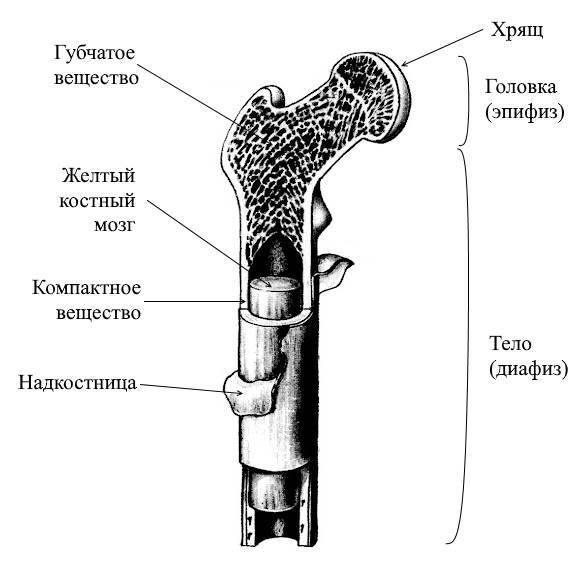 ЕГЭ. Биология. Анатомия и физиология человека - _11.jpg