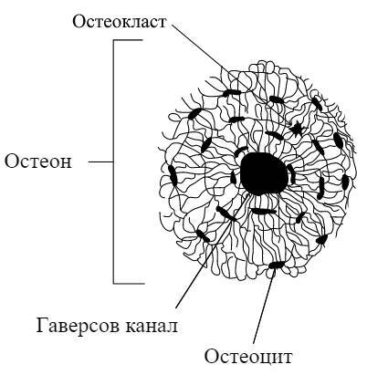 ЕГЭ. Биология. Анатомия и физиология человека - _12.jpg