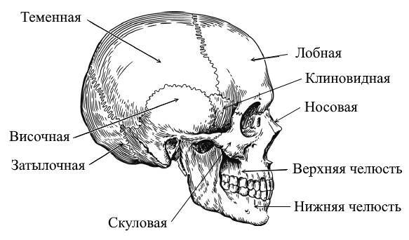 ЕГЭ. Биология. Анатомия и физиология человека - _13.jpg