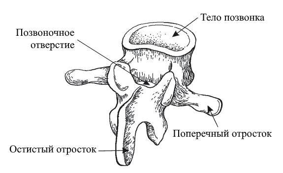 ЕГЭ. Биология. Анатомия и физиология человека - _14.jpg