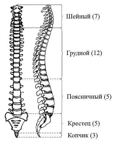 ЕГЭ. Биология. Анатомия и физиология человека - _15.jpg