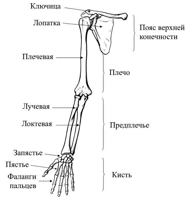 ЕГЭ. Биология. Анатомия и физиология человека - _17.jpg