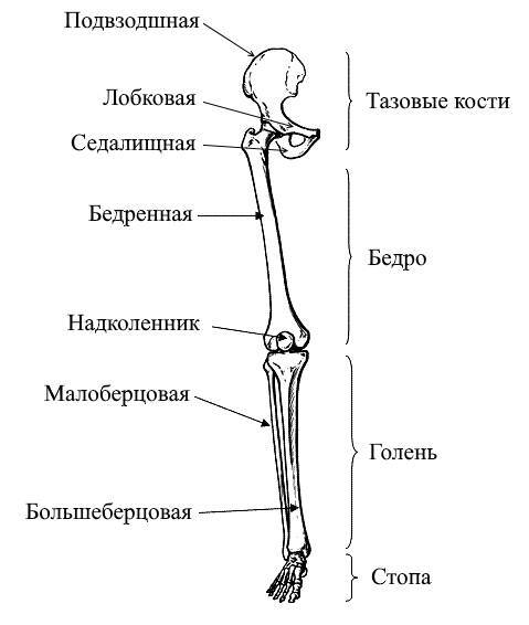 ЕГЭ. Биология. Анатомия и физиология человека - _18.jpg