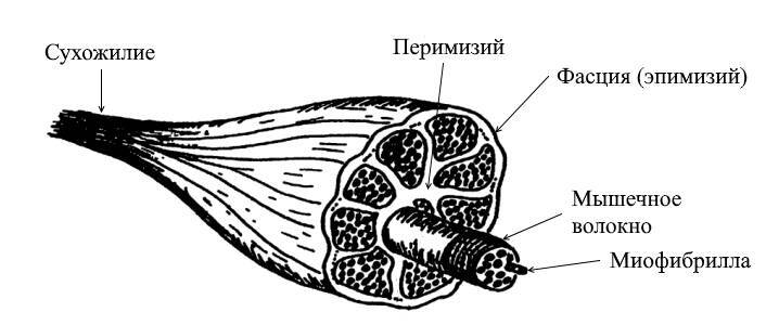 ЕГЭ. Биология. Анатомия и физиология человека - _19.jpg