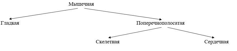 ЕГЭ. Биология. Анатомия и физиология человека - _3.jpg